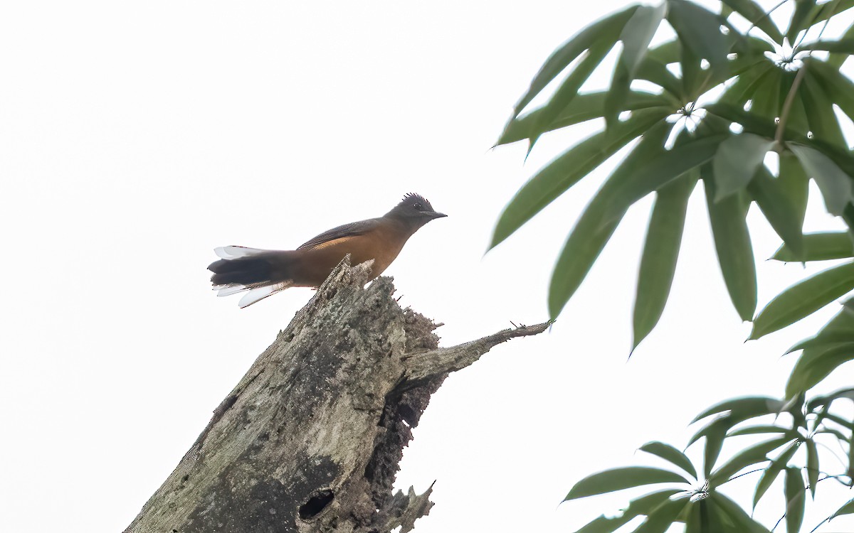White-tailed Ant-Thrush - ML639634352