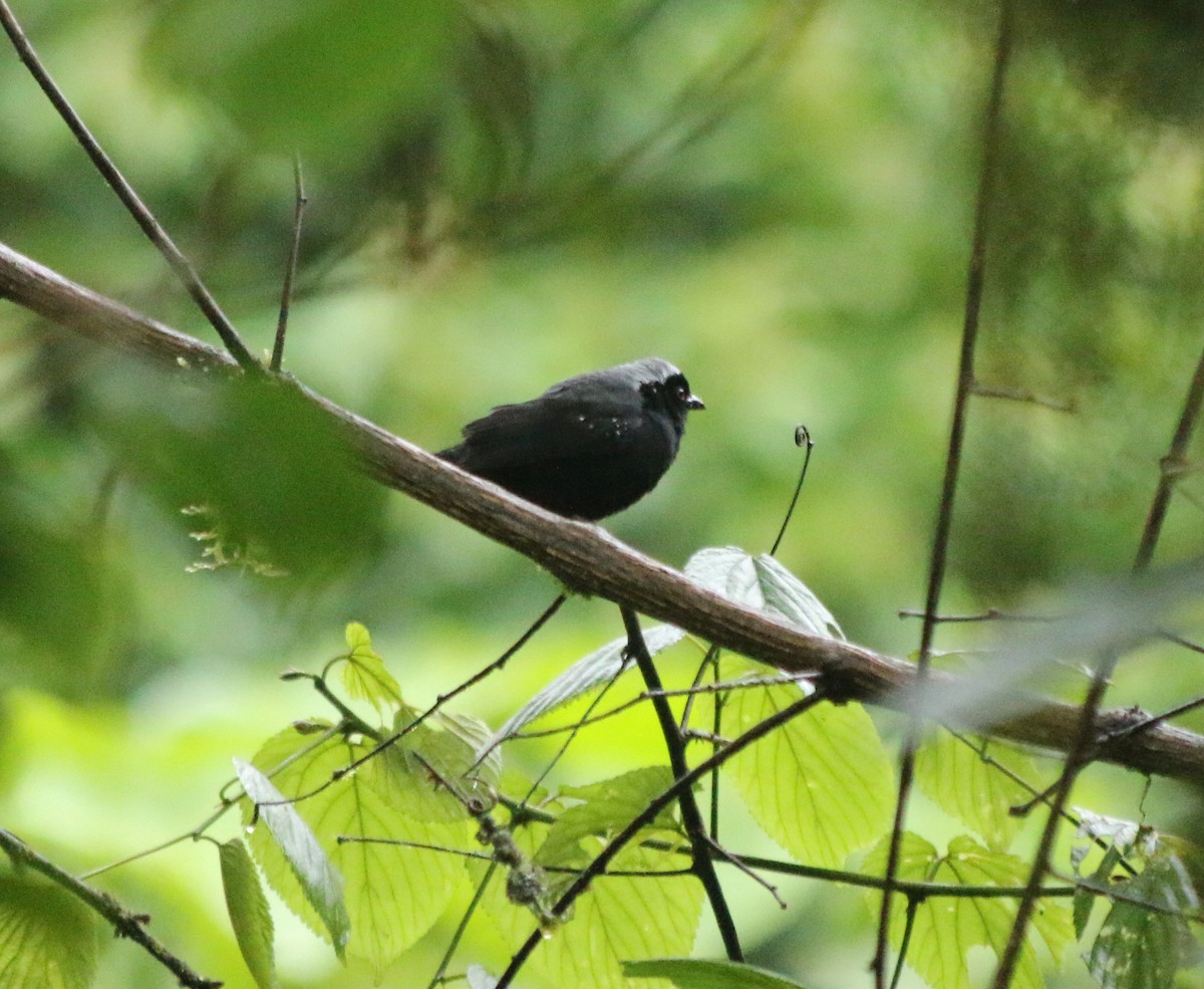 Negrita Canosa - ML639634372