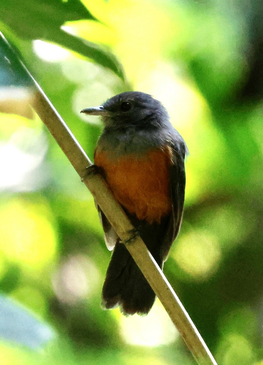 Bluish-slate Antshrike - ML639634392