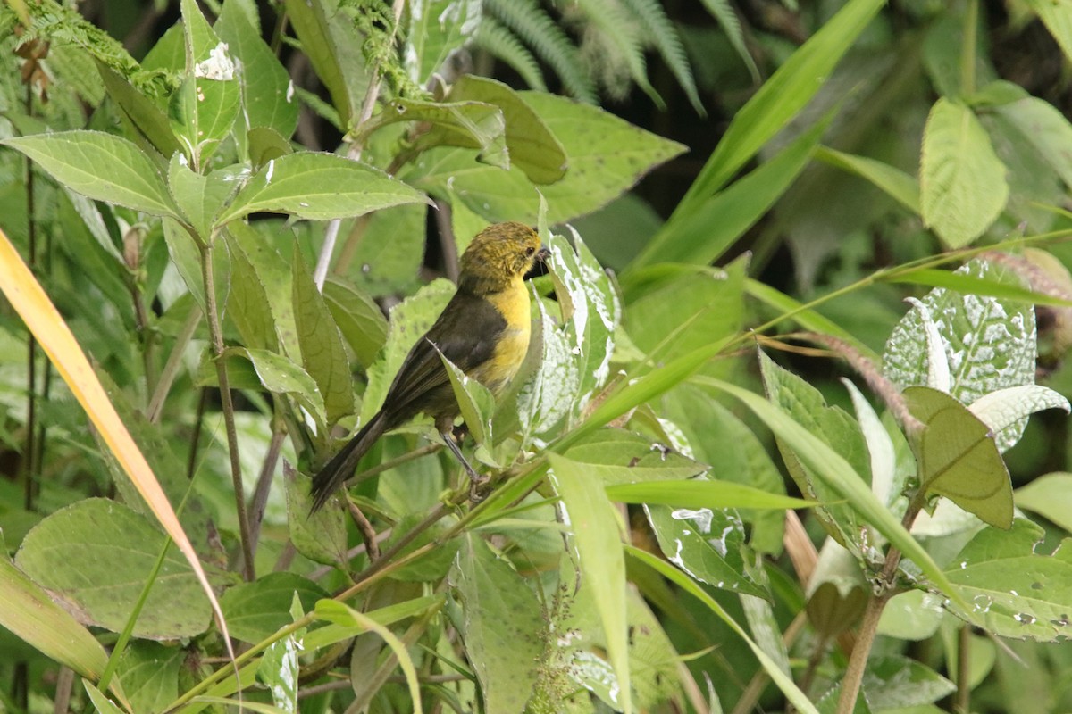 Yellow-headed Brushfinch - ML639634397