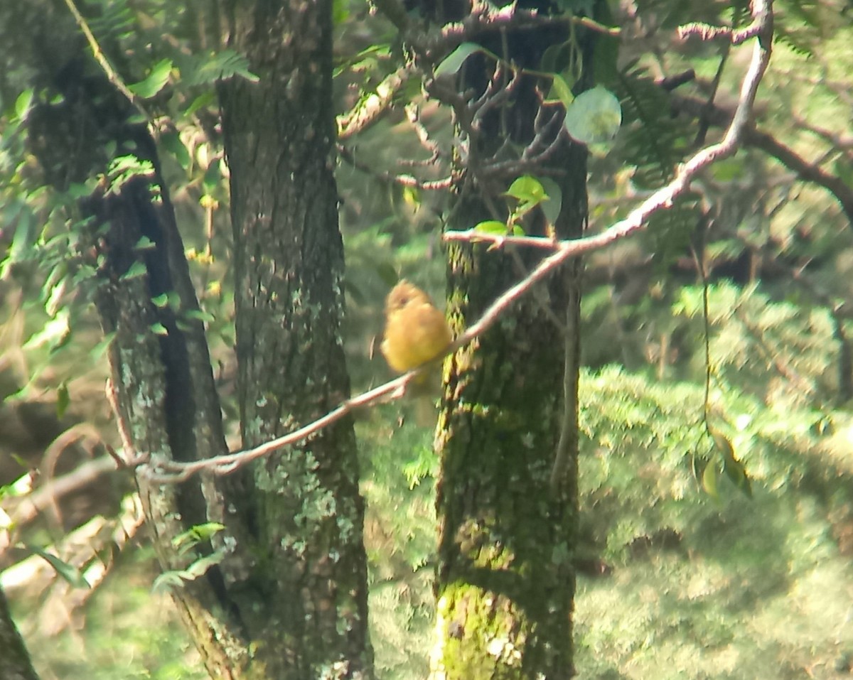 Tufted Flycatcher - ML639634400