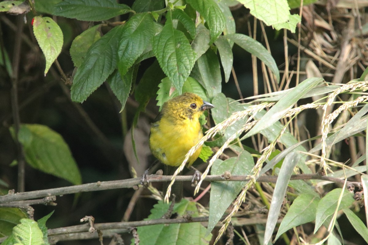 Yellow-headed Brushfinch - ML639634405