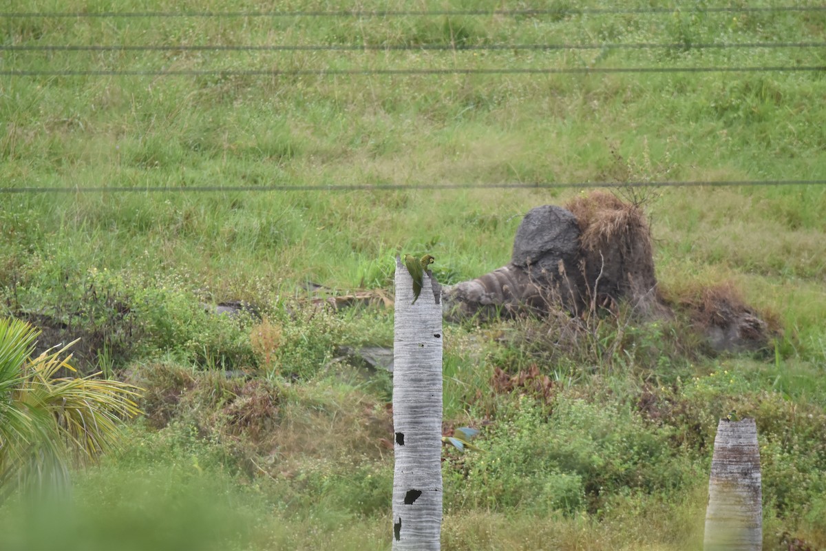 Red-bellied Macaw - ML639634408