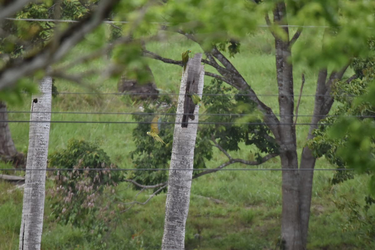 Red-bellied Macaw - ML639634409