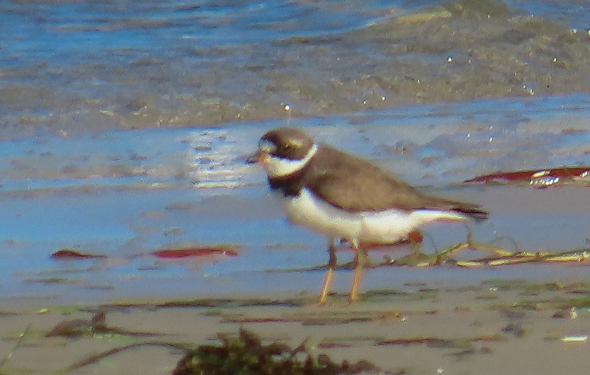 Semipalmated Plover - ML639634421