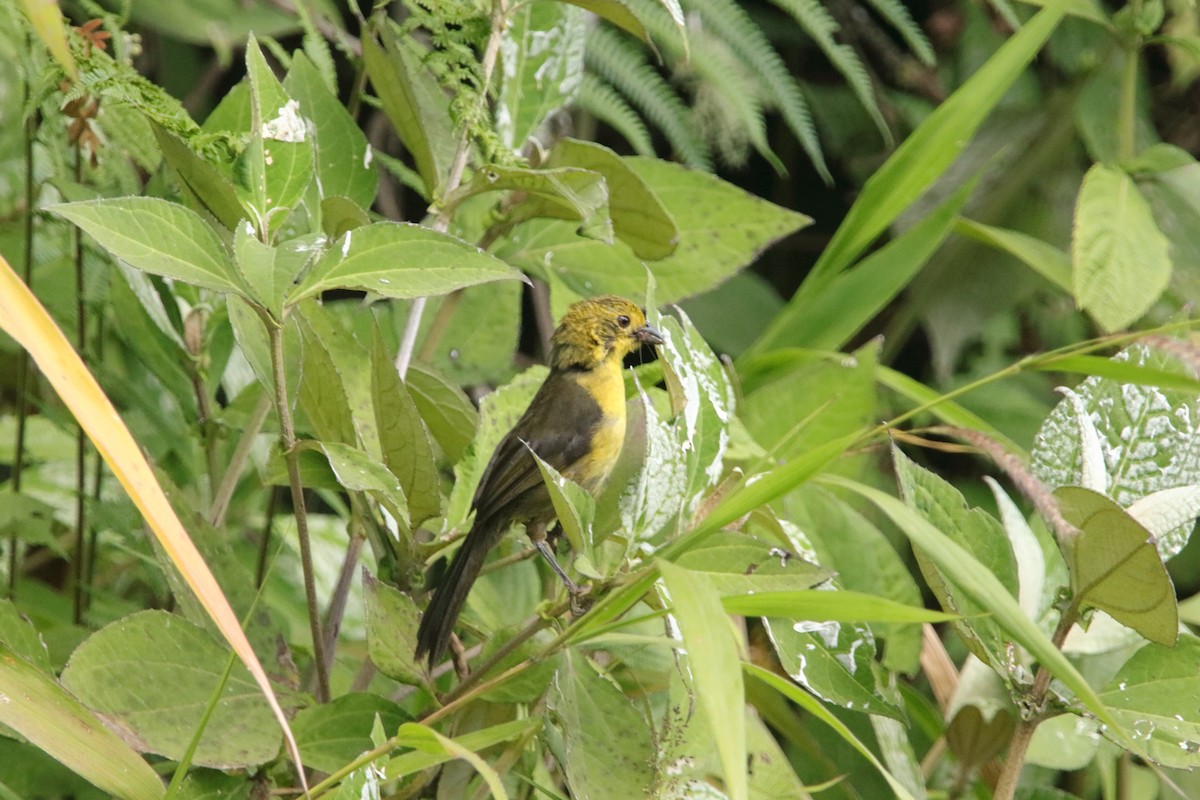 Yellow-headed Brushfinch - ML639634439