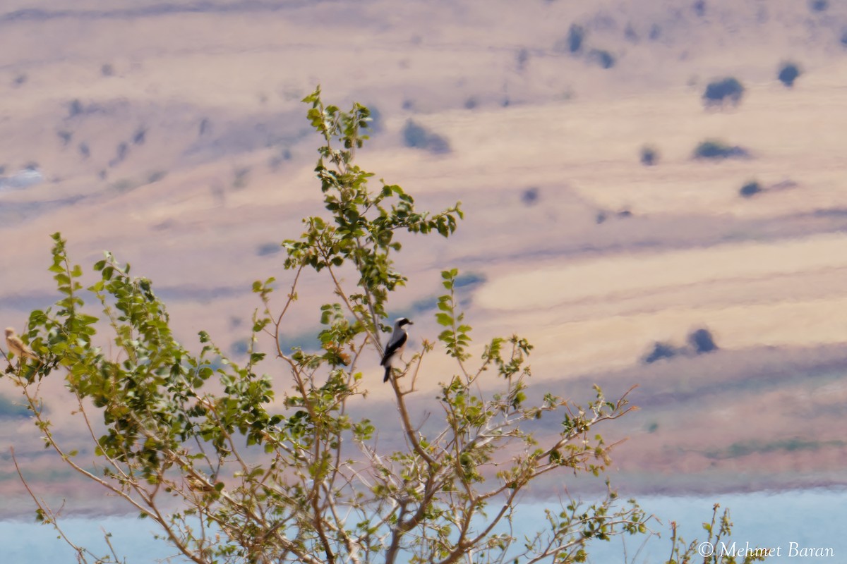 Lesser Gray Shrike - ML639634463