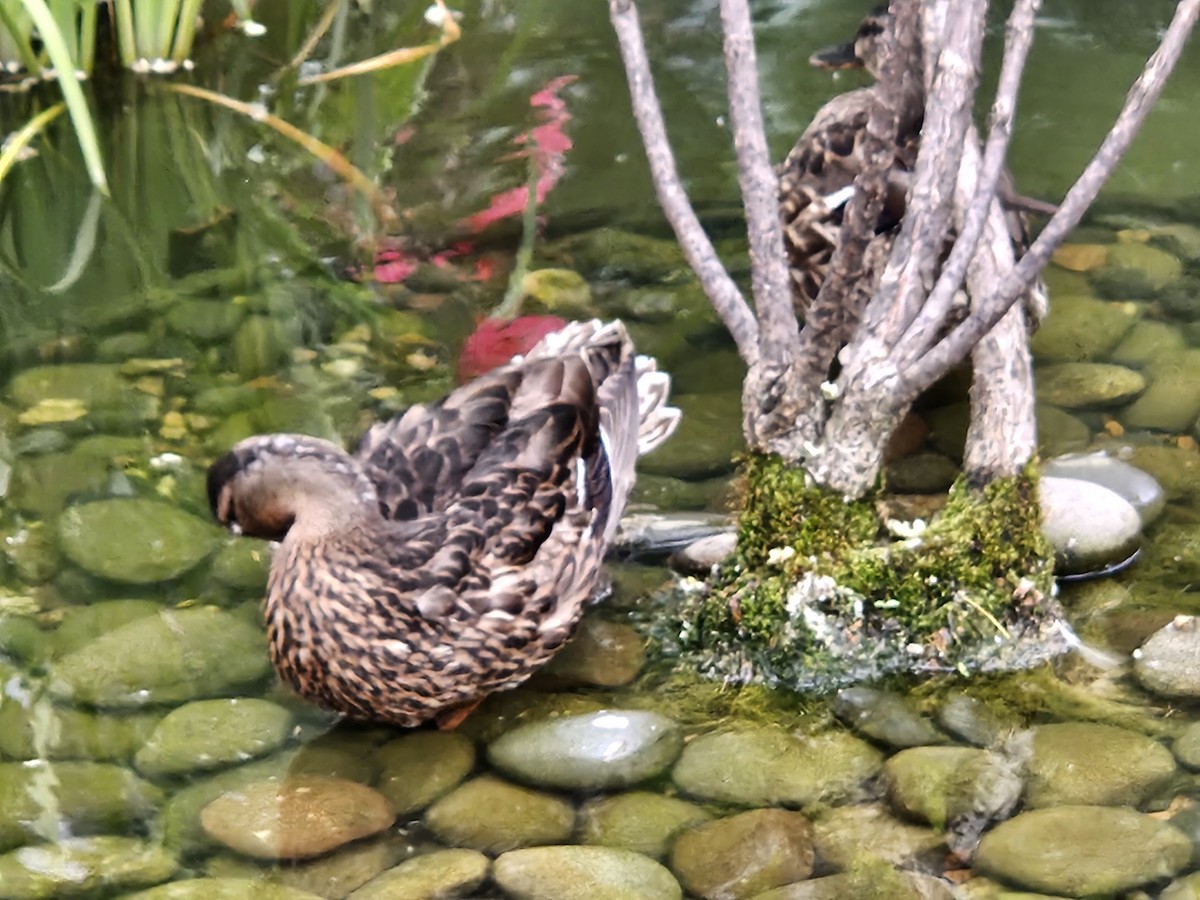 Mallard - ML639634475