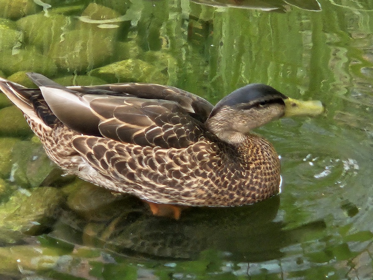 Mallard - ML639634476