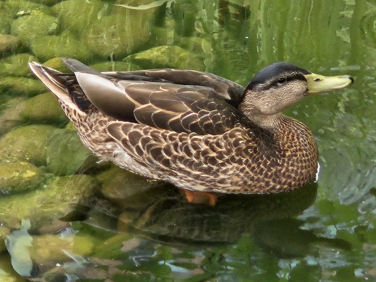 Mallard - ML639634477