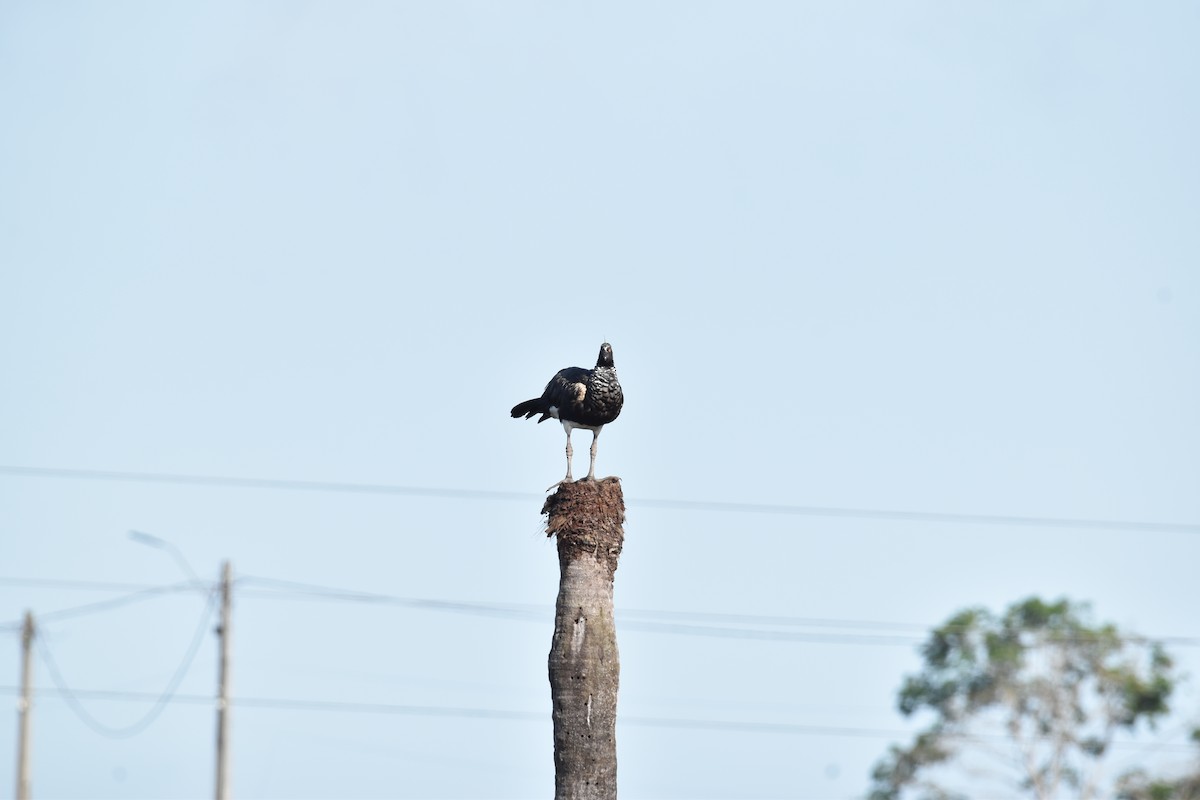 Horned Screamer - ML639634502