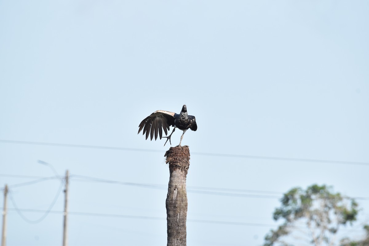 Horned Screamer - ML639634503
