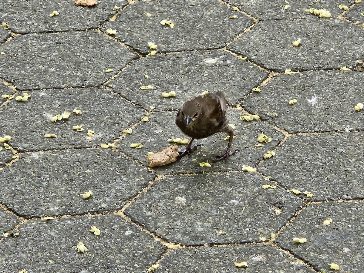 European Starling - ML639634504