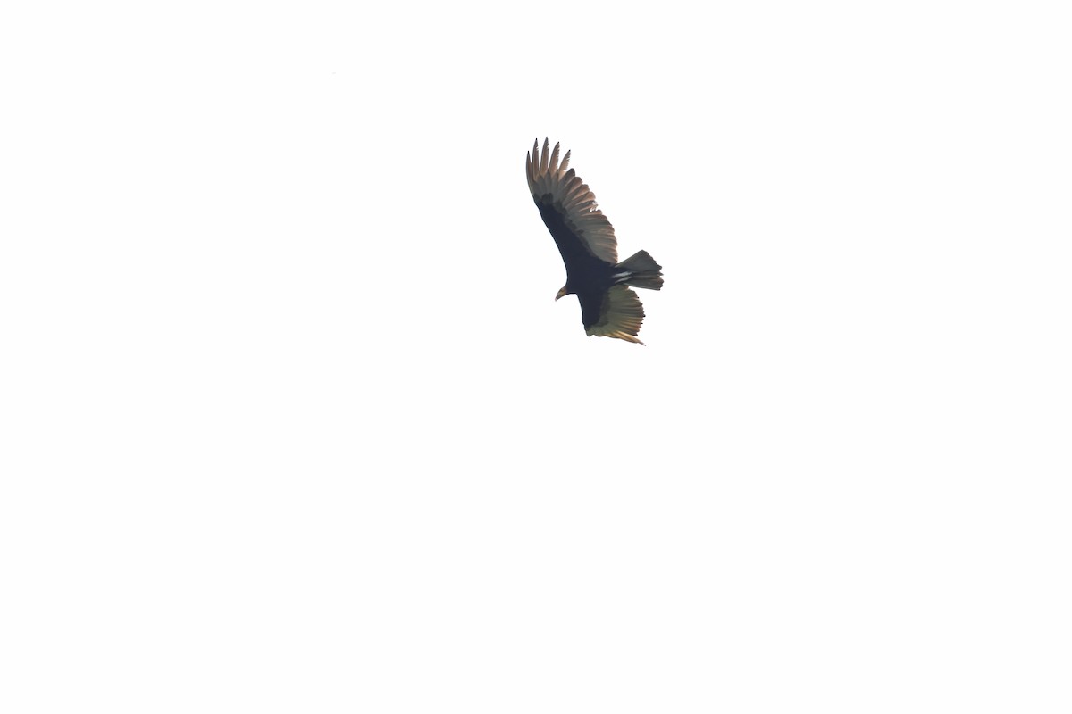 Greater Yellow-headed Vulture - ML639634509
