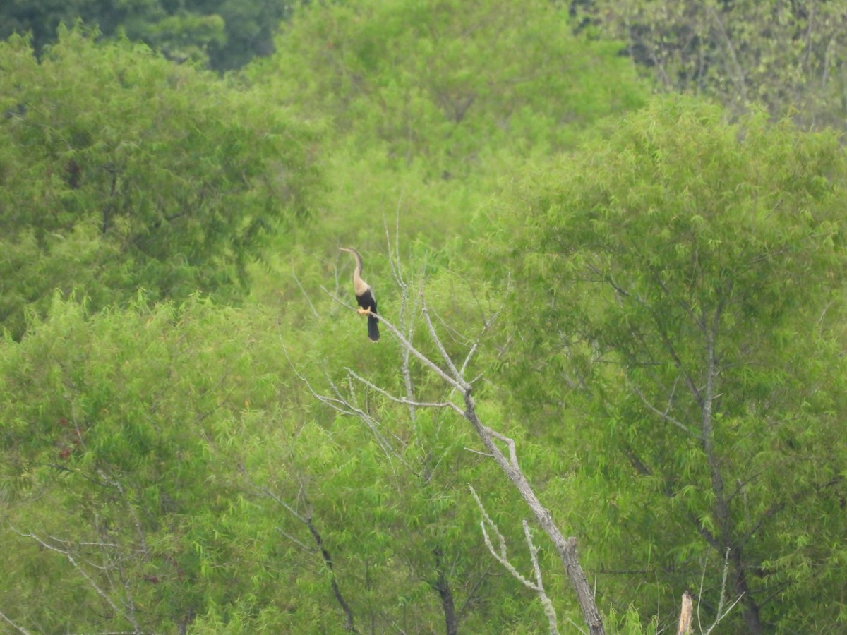 Anhinga - ML639634513