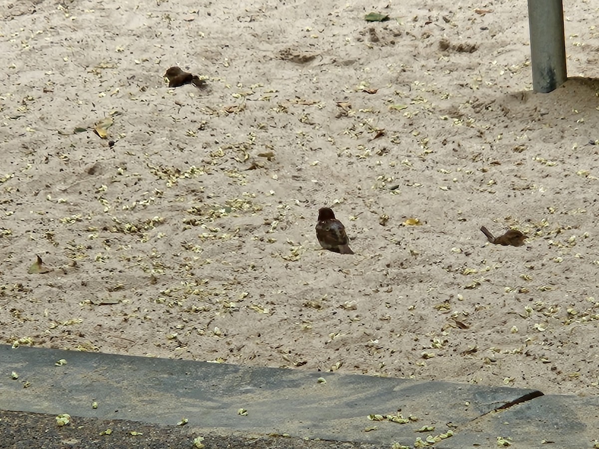 House Sparrow - ML639634514