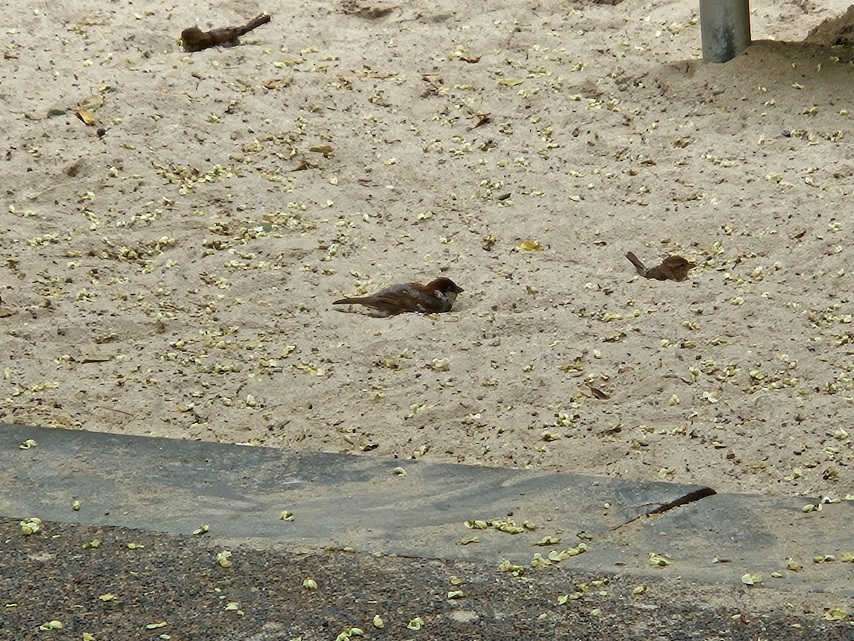 House Sparrow - ML639634515
