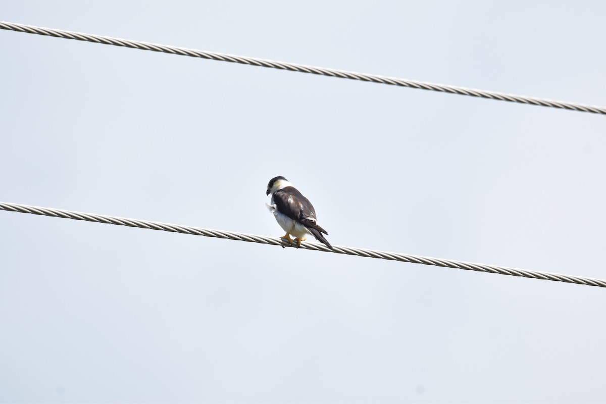 Pearl Kite - ML639634523