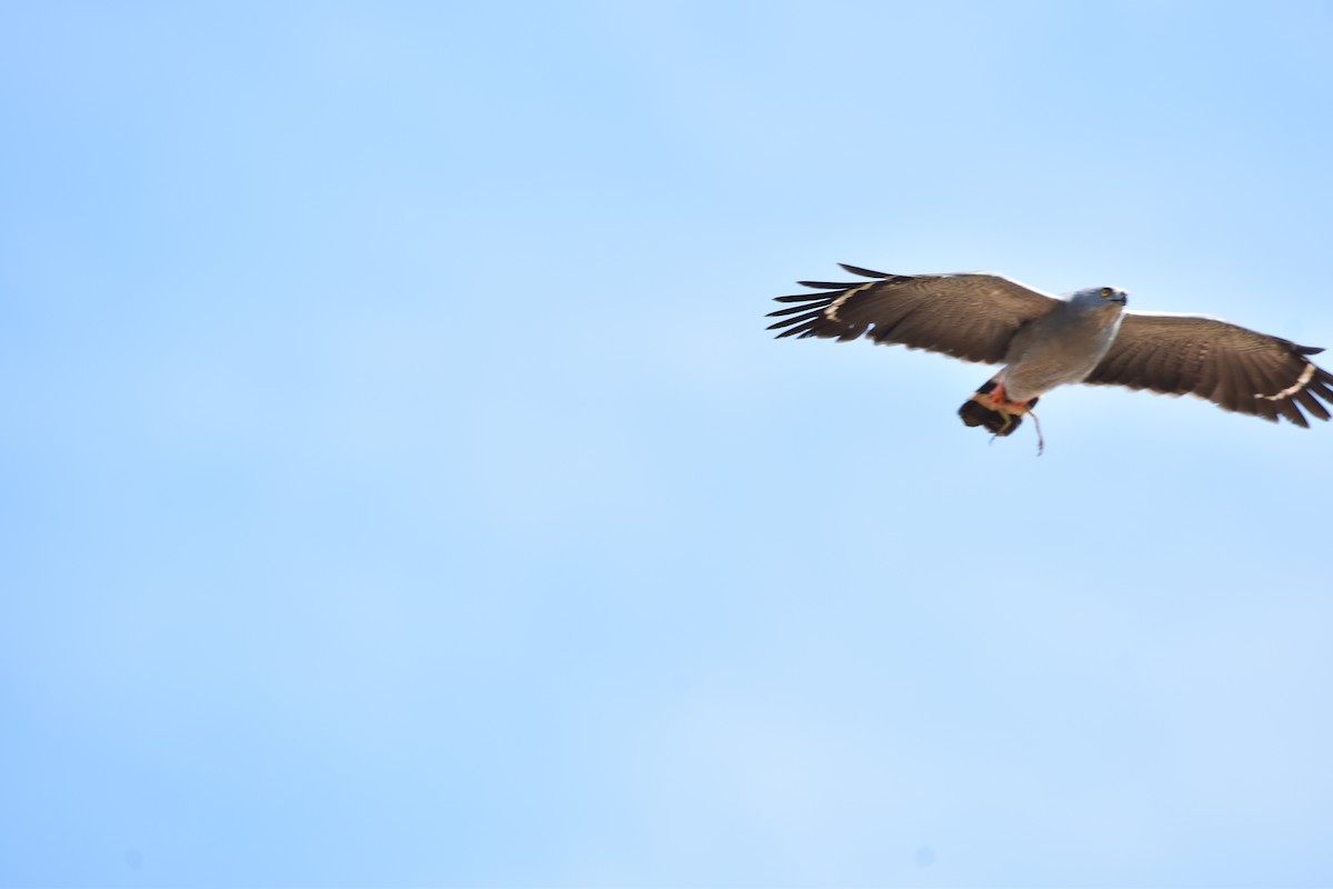 Crane Hawk - ML639634526