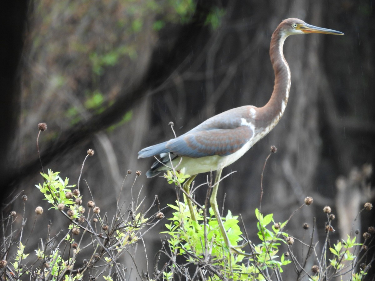 Tricolored Heron - ML639634534