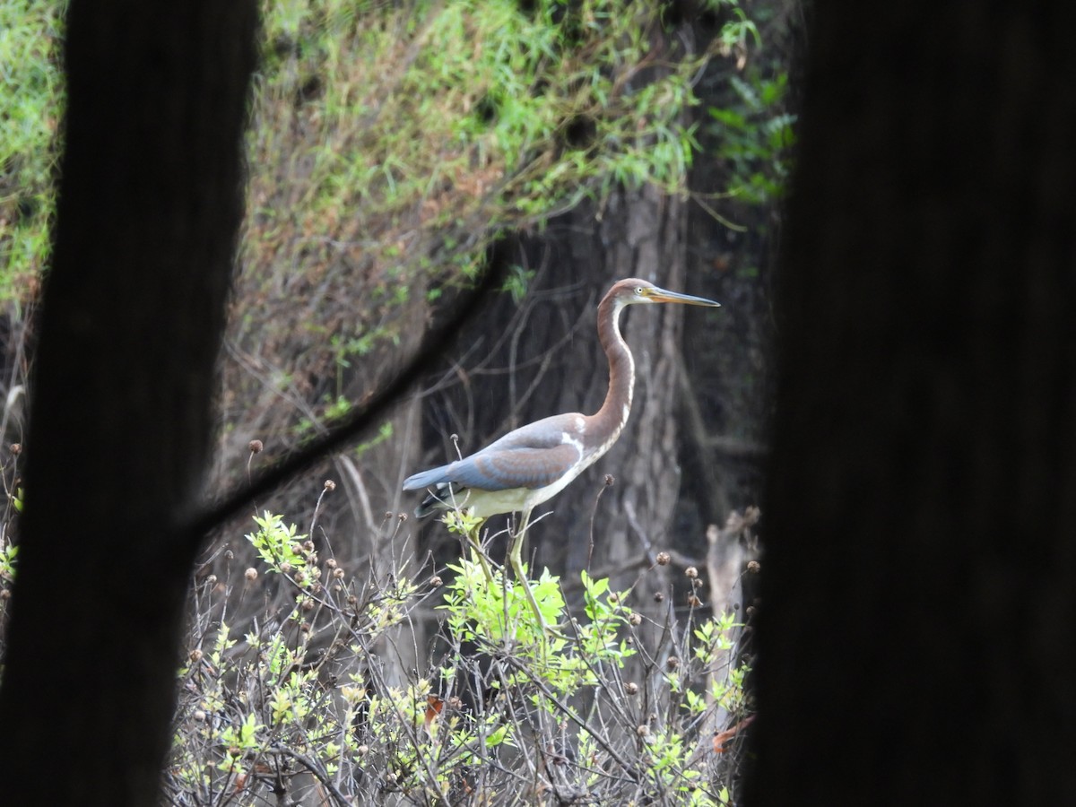 Tricolored Heron - ML639634535