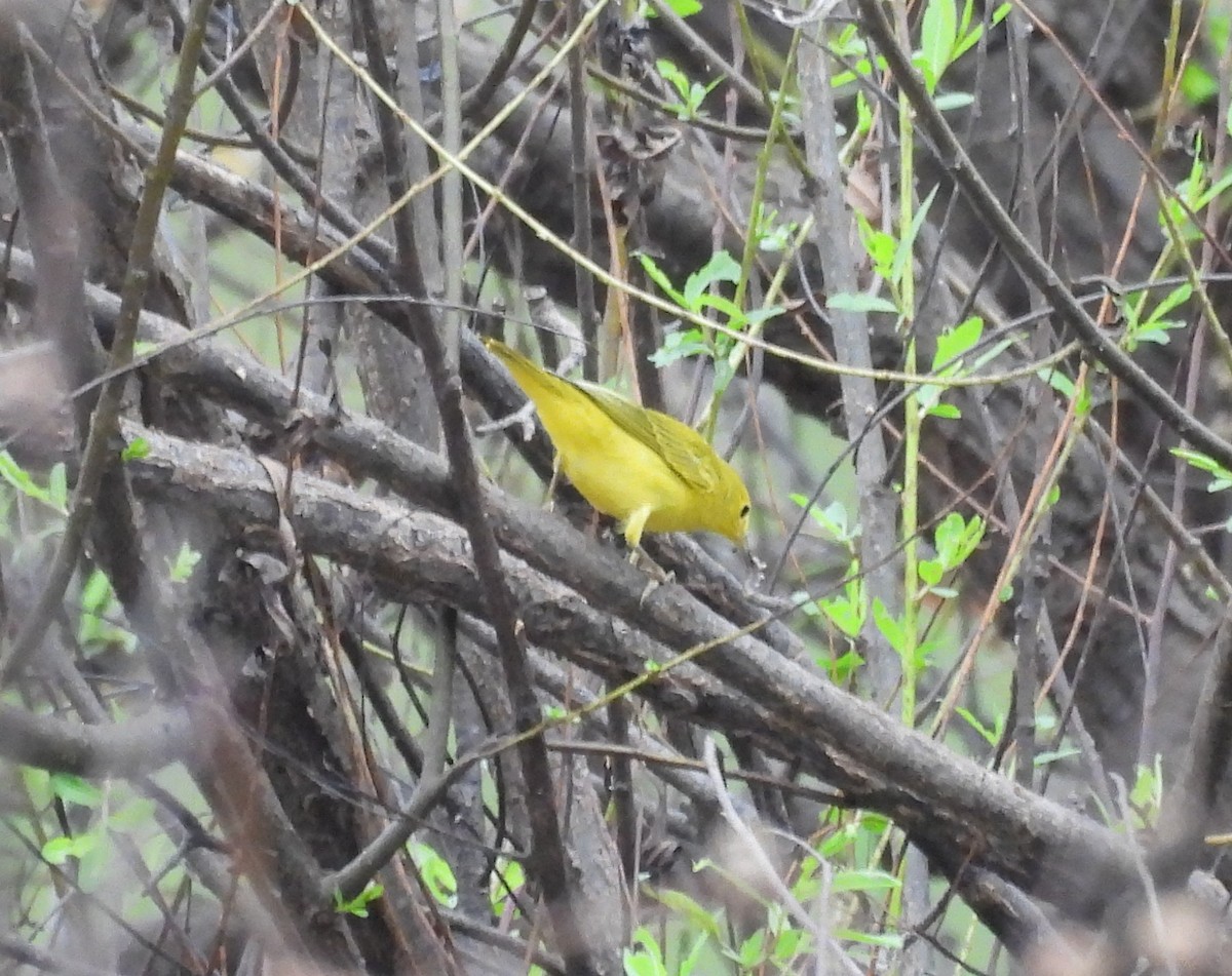 Yellow Warbler - ML639634548
