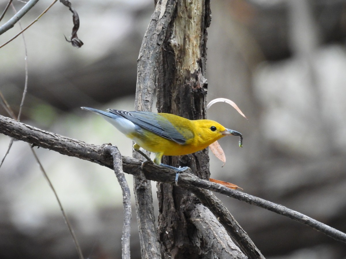 Prothonotary Warbler - ML639634565