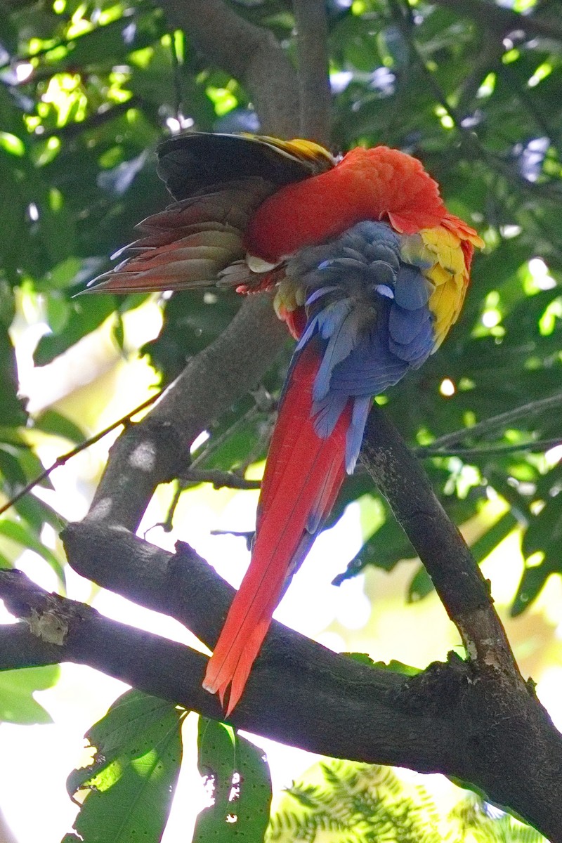 Scarlet Macaw - ML639634566