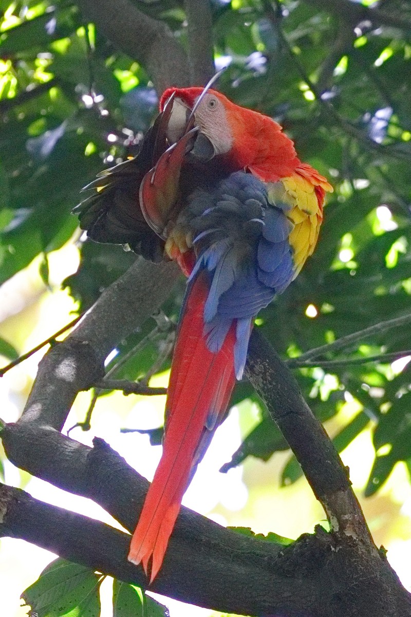 Scarlet Macaw - ML639634567