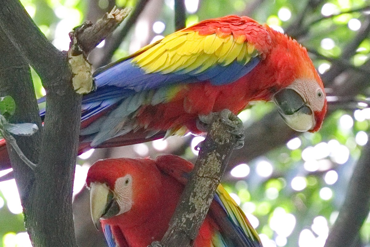 Scarlet Macaw - ML639634569