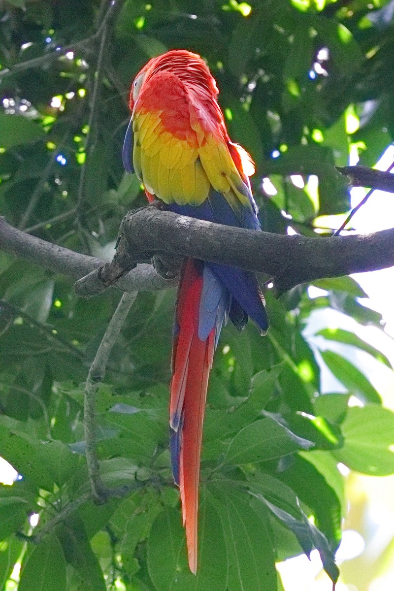 Scarlet Macaw - ML639634570