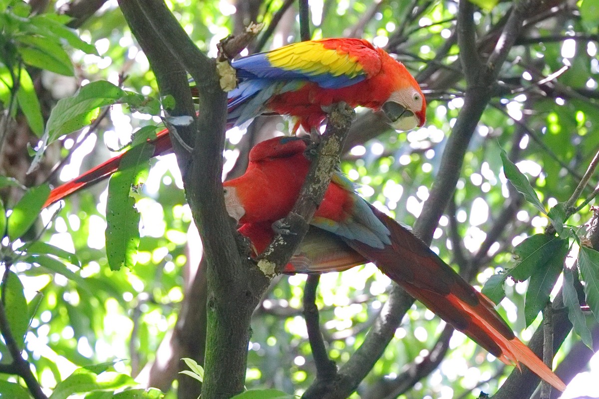 Scarlet Macaw - ML639634575