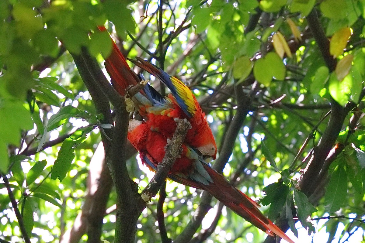 Scarlet Macaw - ML639634577