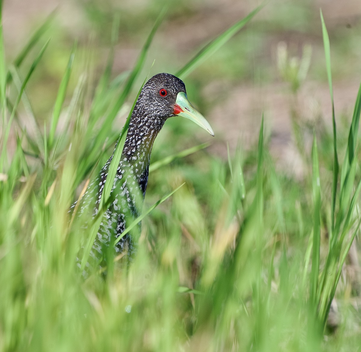 Spotted Rail - ML639634581