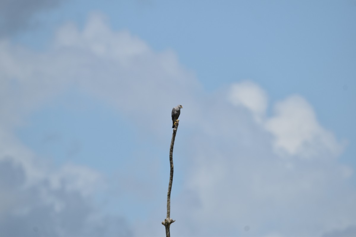 Gray-lined Hawk - ML639634611