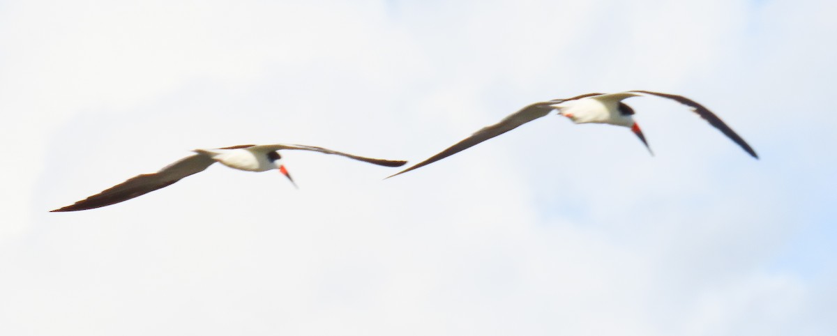 Black Skimmer - ML639634625