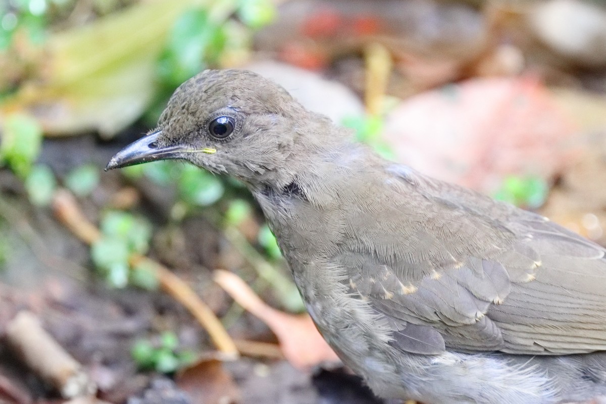 Black-billed Thrush - ML639634663