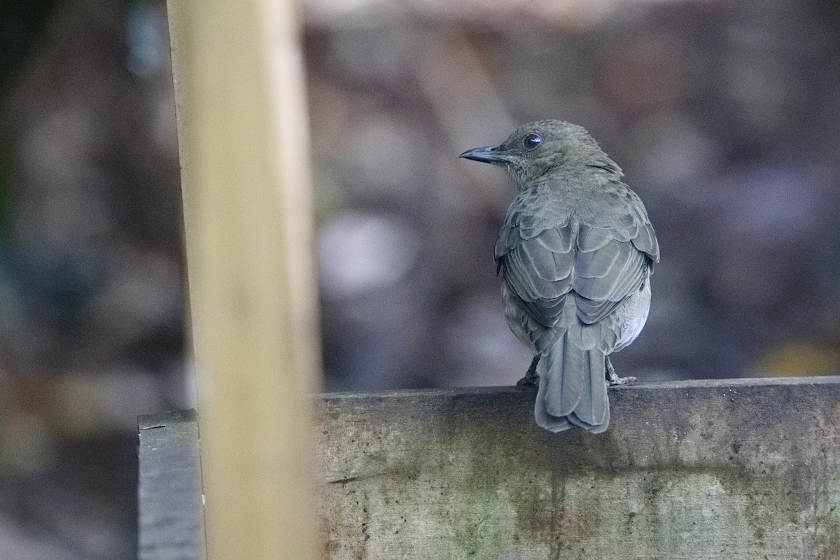 Black-billed Thrush - ML639634664