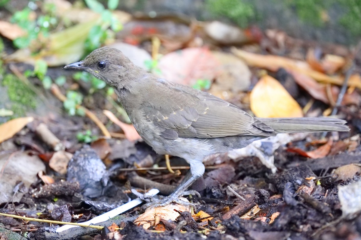 Black-billed Thrush - ML639634665