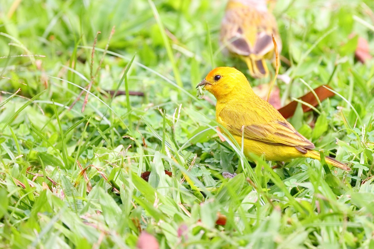 Saffron Finch - ML639634676