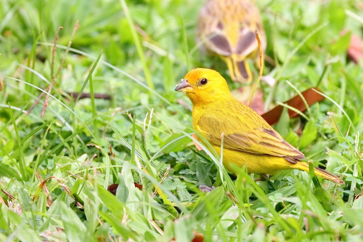 Saffron Finch - ML639634677