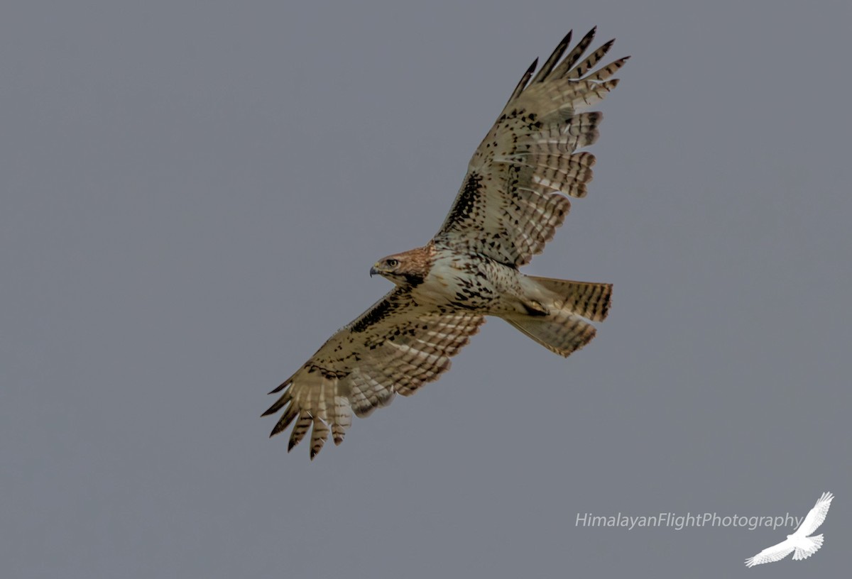 Red-tailed Hawk - ML639634704