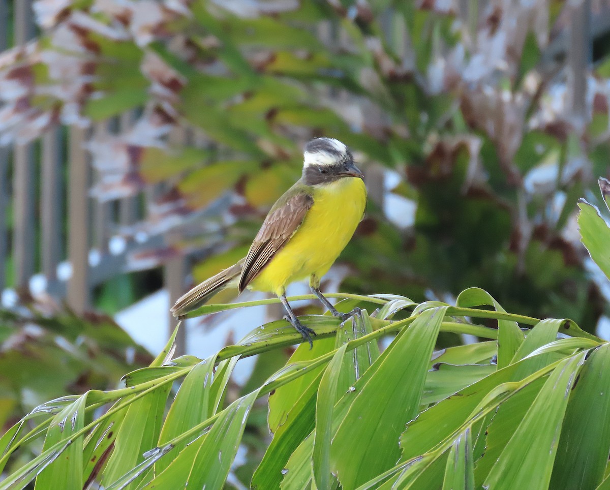 Social Flycatcher - ML639634717