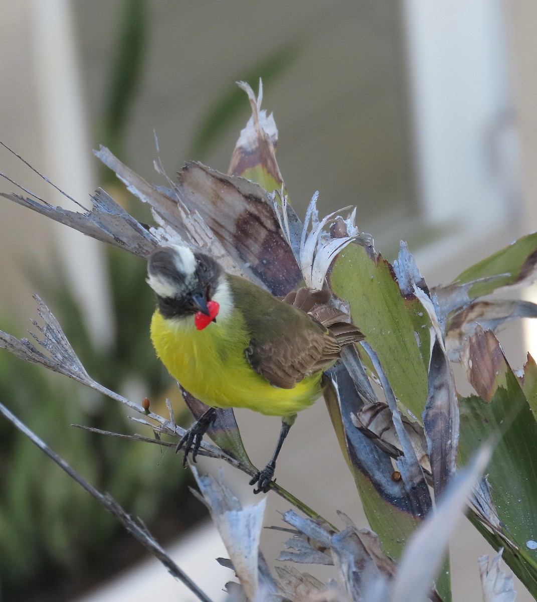 Social Flycatcher - ML639634719
