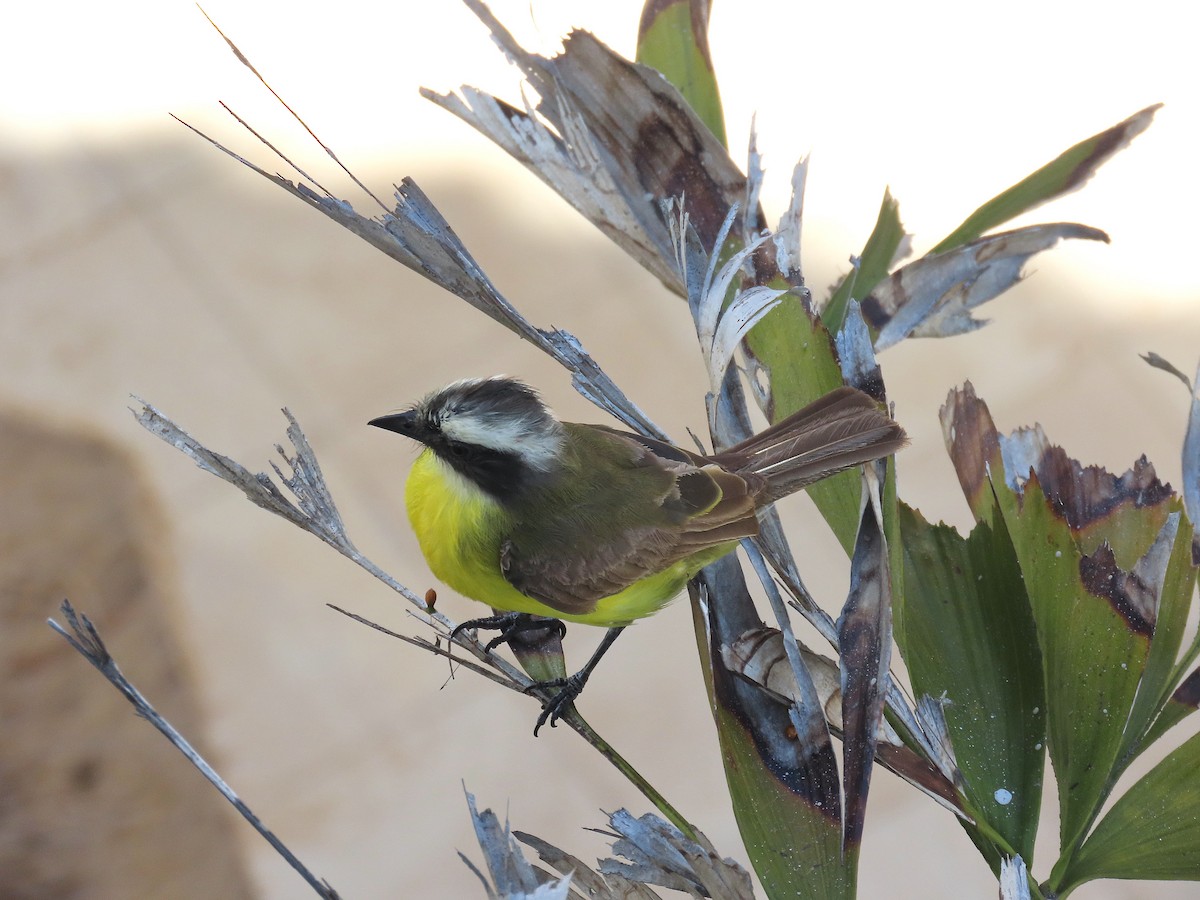 Social Flycatcher - ML639634720
