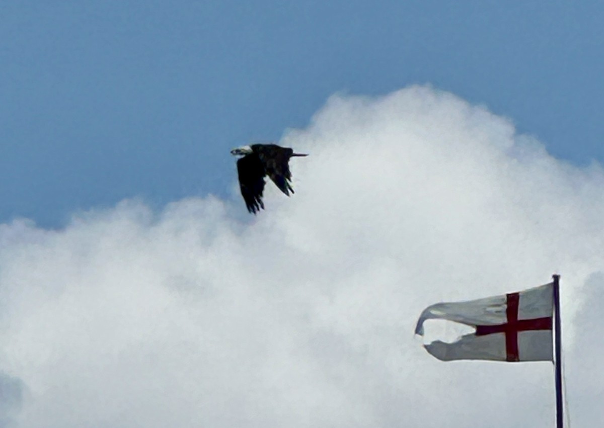 Bald Eagle - ML639634759