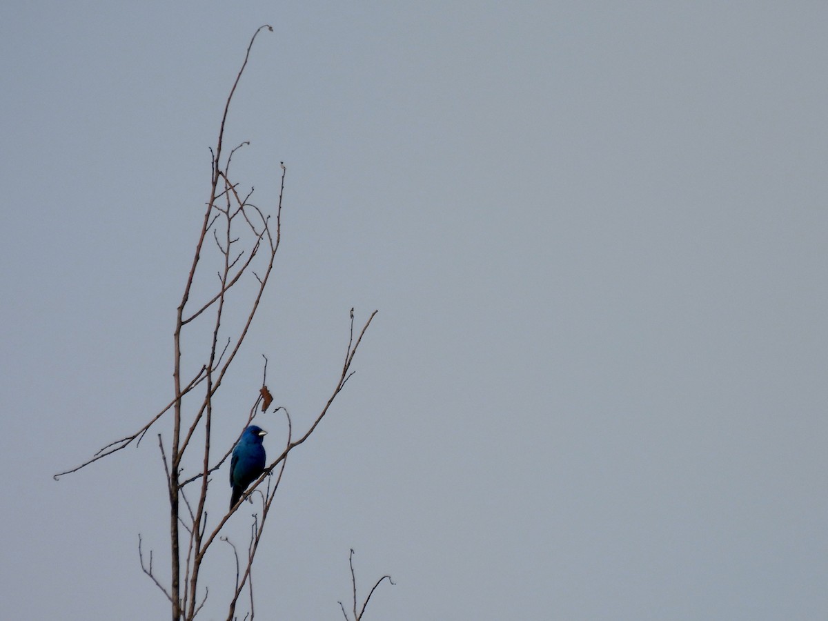 Indigo Bunting - ML639634765