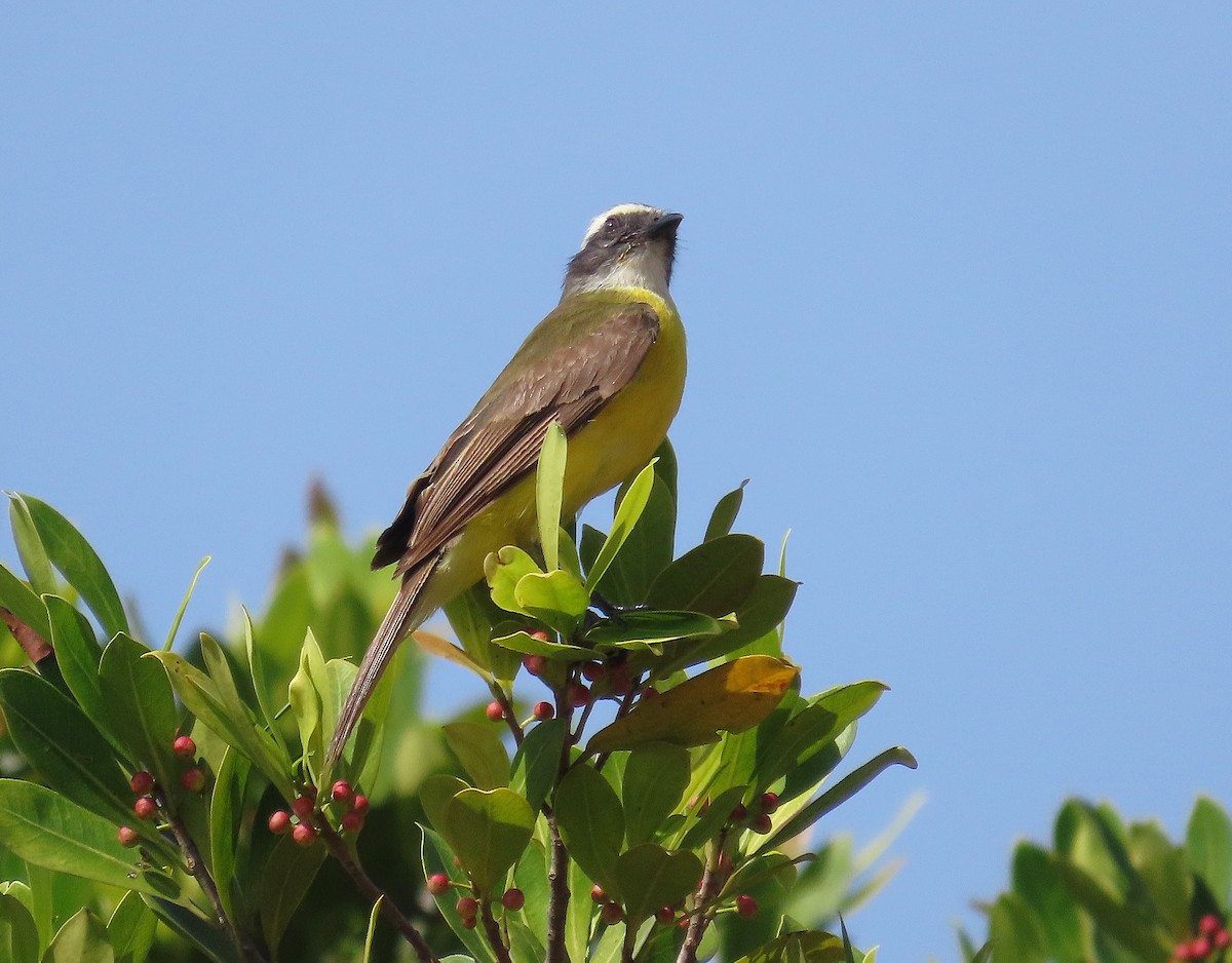 Social Flycatcher - ML639634845
