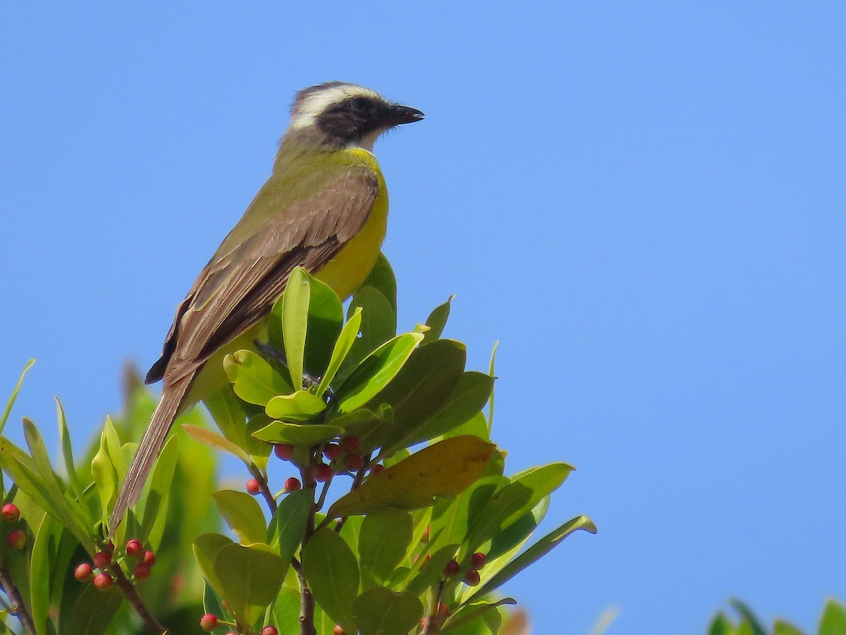Social Flycatcher - ML639634846