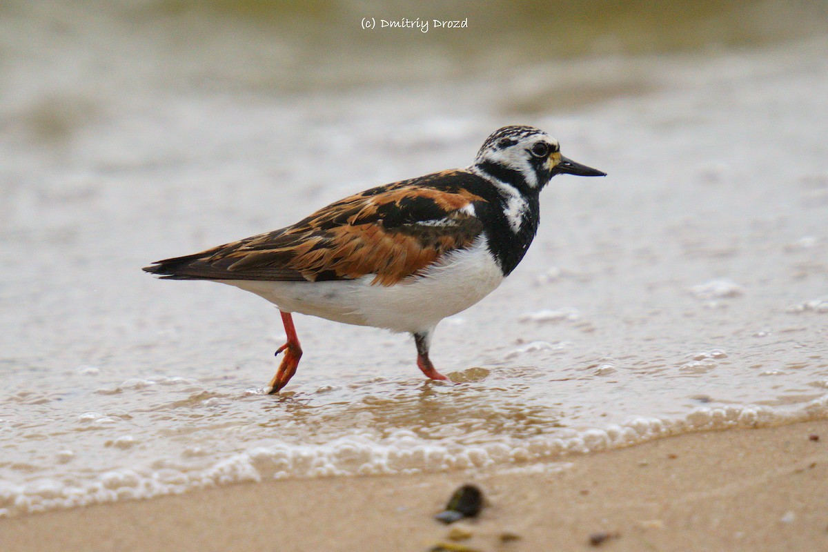 kamenáček pestrý - ML639634852